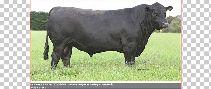 Murray Grey Cattle Angus Cattle Bull Angus PNG, Clipart, Angus Cattle, Angus Scotland, Breed, Bull, Cattle Free PNG Download