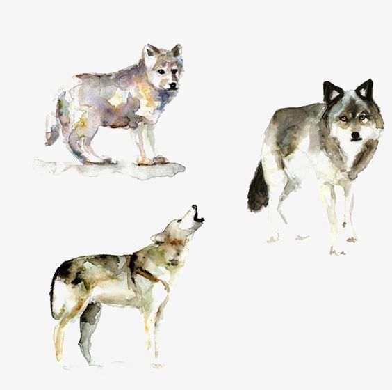 Wolf PNG, Clipart, Animal, Beast, Painted, Painted Wolf, Wild Free PNG Download