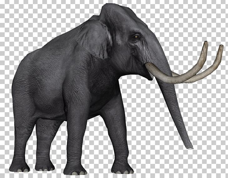 African Elephant Asian Elephant Zoo Tycoon 2 Elephantidae Elephas