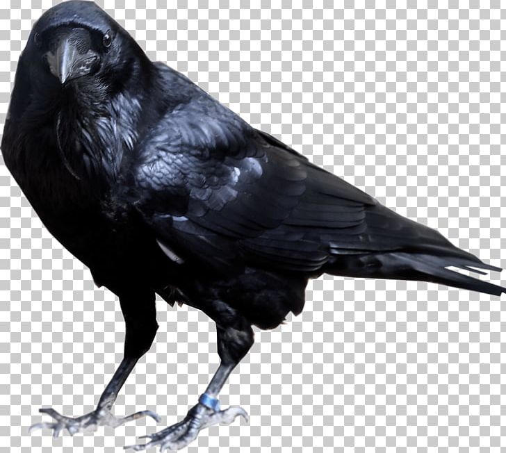 Common Raven American Crow PNG, Clipart, Adorable, Animals, Awesome, Beak, Bird Free PNG Download