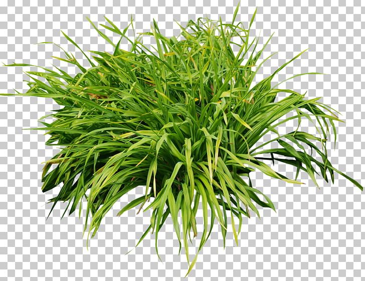 Front Yard Grass PNG, Clipart, Bushes, Clip Art, Evergreen, Front Yard, Garden Free PNG Download