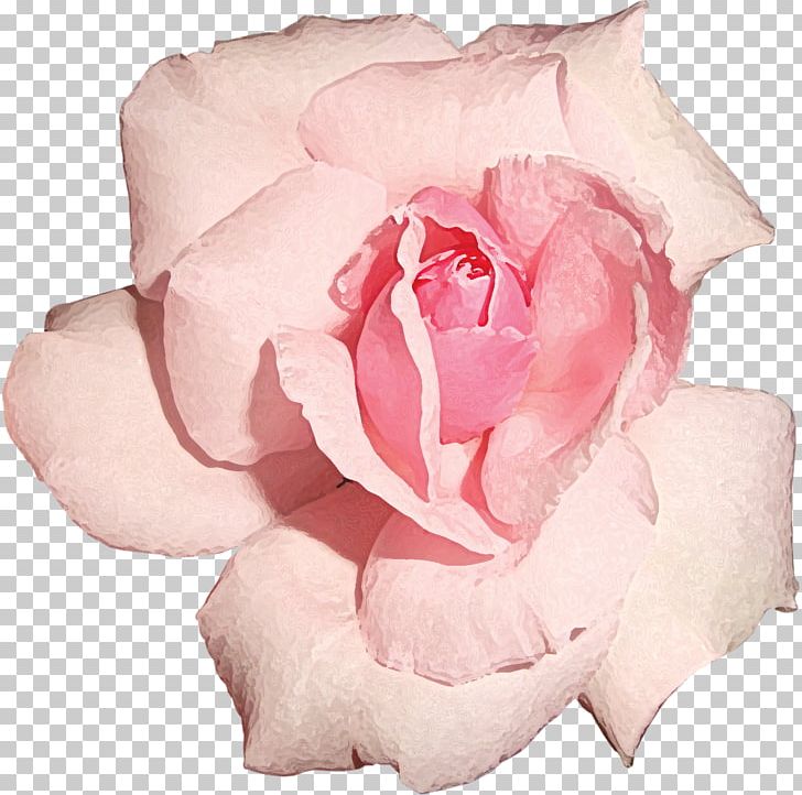 Garden Roses Cut Flowers Centifolia Roses PNG, Clipart, Blog, Centifolia Roses, Closeup, Cut Flowers, English Roses Free PNG Download
