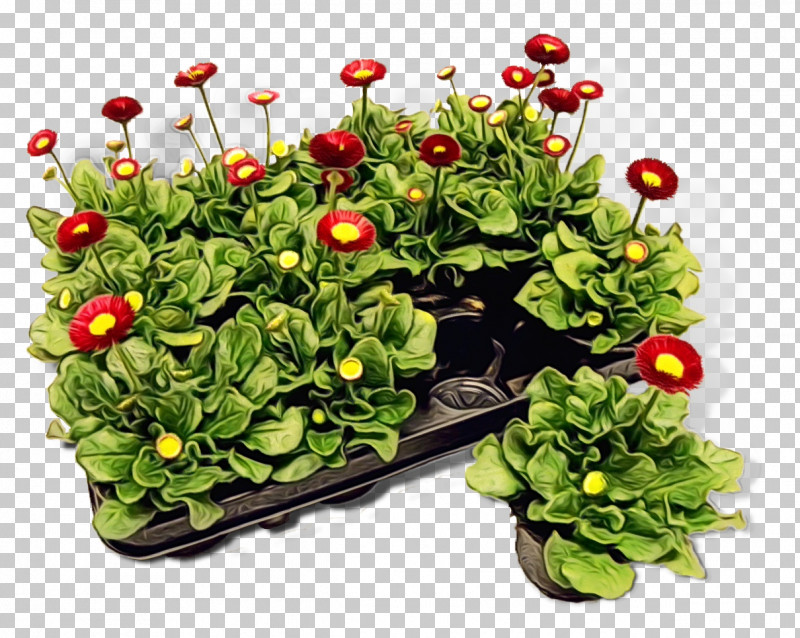 Flower Groundcover Flowerpot Lawn PNG, Clipart, Flower, Flowerpot, Groundcover, Lawn, Paint Free PNG Download