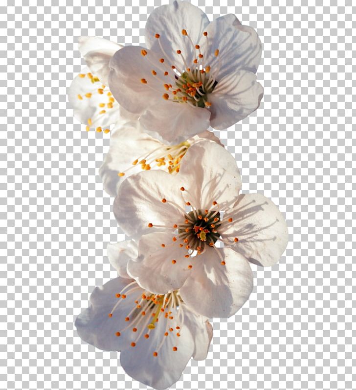 1-800-Flowers Petal Flower Bouquet Floral Design PNG, Clipart, 1800flowers, Blossom, Branch, Cerasus, Cherry Blossom Free PNG Download