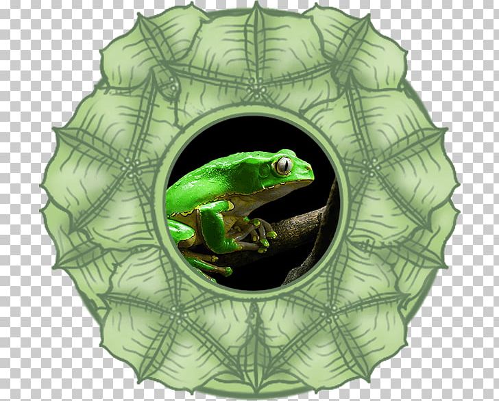 Ayahuasca Spirituality Retreat Turtle Healing PNG, Clipart, Amphibian, Ayahuasca, Book, Church, Education Free PNG Download