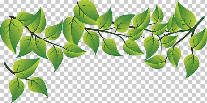 Leaf PNG, Clipart, Branch, Computer Graphics, Encapsulated Postscript, Fall Leaves, Fashion Fresh Green Leaves Vector Free PNG Download