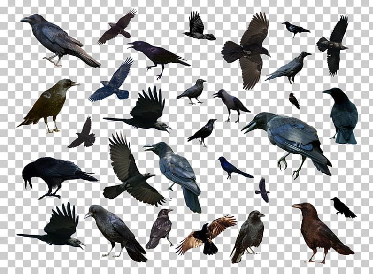 Bird Common Raven Animal PNG, Clipart, Anim, Animal Migration, Animals, Art, Beak Free PNG Download