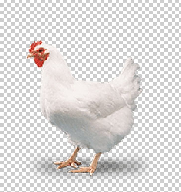 Cornish Chicken Broiler Poultry Chicken Coop Meat PNG, Clipart, Beak, Bird, Breed, Broiler, Chicken Free PNG Download