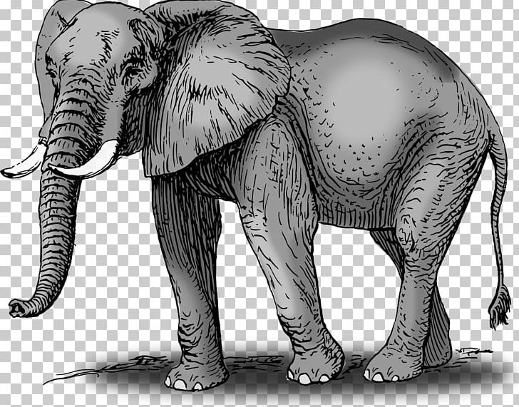 African Bush Elephant Asian Elephant Elephantidae Drawing PNG, Clipart, African Bush Elephant, African Elephant, Art, Art Museum, Asian Elephant Free PNG Download