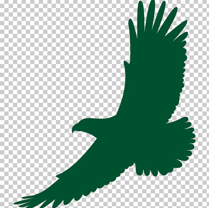 Bald Eagle White-tailed Eagle Drawing PNG, Clipart, Accipitridae, Animals, Bald Eagle, Beak, Bird Free PNG Download