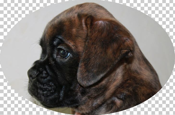Boxer Bullmastiff Puggle Puppy Dog Breed PNG, Clipart, Animals, Boxer, Breed, Bullmastiff, Carnivoran Free PNG Download