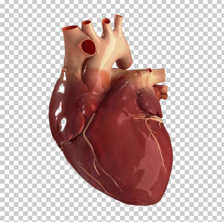 Human Anatomy About Your Heart Stock Photography PNG, Clipart, Anatomy, Finger, Flesh, Hand, Heart Free PNG Download