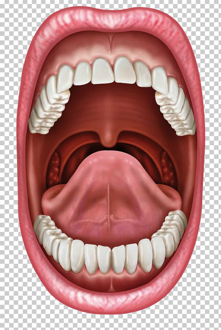Human Mouth Tongue Stock Photography Lip PNG, Clipart, Anatomy, Ankyloglossia, Cheek, Chin, Closeup Free PNG Download