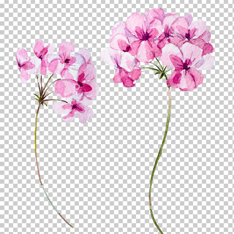 Flower Pink Plant Petal Cut Flowers PNG, Clipart, Cut Flowers, Flower, Geranium, Moth Orchid, Pedicel Free PNG Download