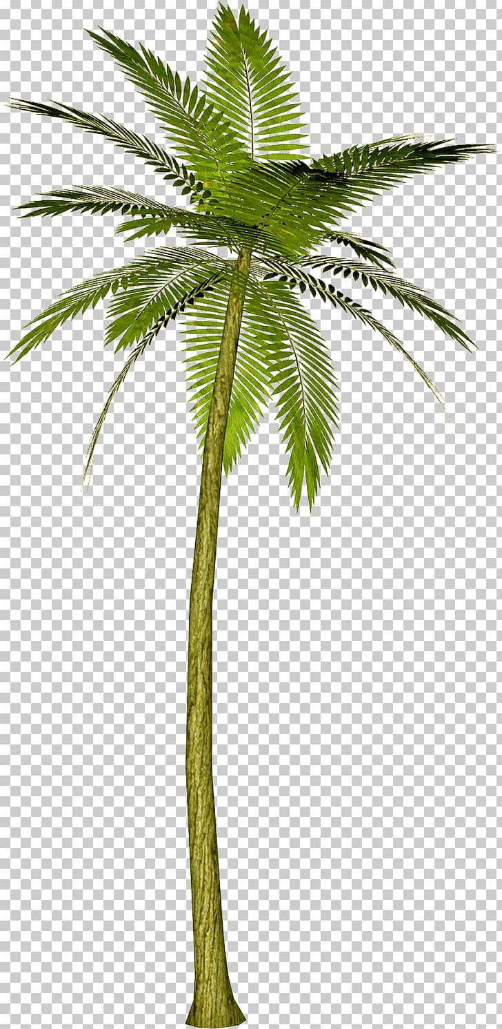 Arecaceae Tree Areca Palm PNG, Clipart, Arecaceae, Arecales, Areca Palm, Attalea Speciosa, Borassus Flabellifer Free PNG Download