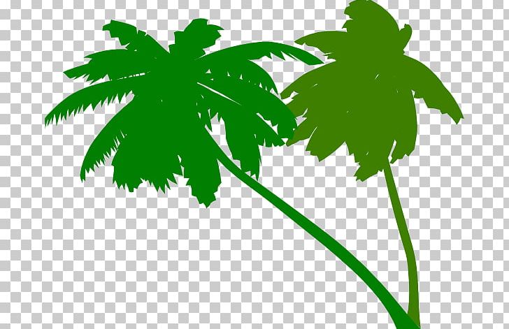 Arecaceae Tree PNG, Clipart, Arecaceae, Arecales, Branch, Coconut, Flowering Plant Free PNG Download