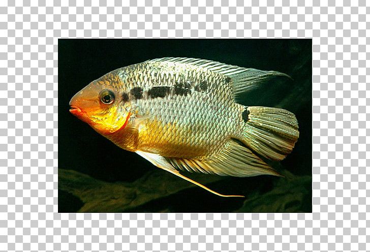 Tilapia Aquariums Fresh Water PNG, Clipart, Aquarium, Aquariums, Below, Cichlid, Fauna Free PNG Download