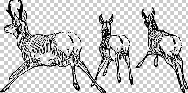 Antelope Pronghorn PNG, Clipart, Antler, Artwork, Black And White, Computer, Deer Free PNG Download