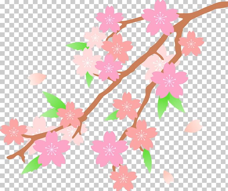 Cherry Blossom PNG, Clipart, Blossom, Branch, Cherry, Cherry Blossom, Copyright Free PNG Download