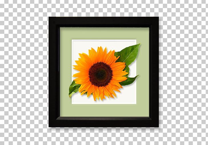 Common Sunflower Sunflower Seed Daisy Family Floral Design PNG, Clipart, Common Daisy, Common Sunflower, Daisy Family, Floral Design, Floristry Free PNG Download