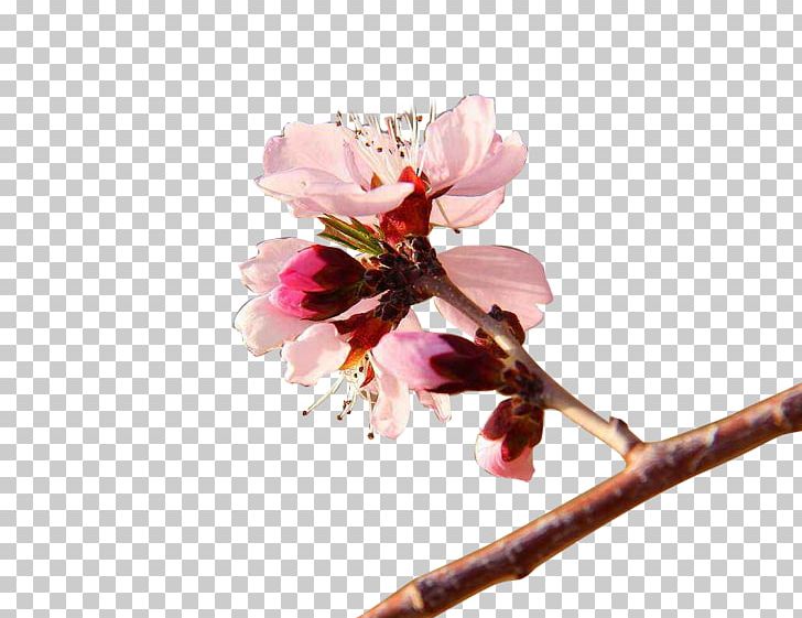 Flower Apricot PNG, Clipart, Apricot Flower, Apricot Tree, Blossom, Branch, Cherry Free PNG Download