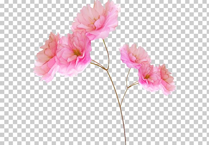 Pink Flowers PNG, Clipart, Artificial Flower, Blossom, Camellia, Desktop Wallpaper, Dianthus Free PNG Download