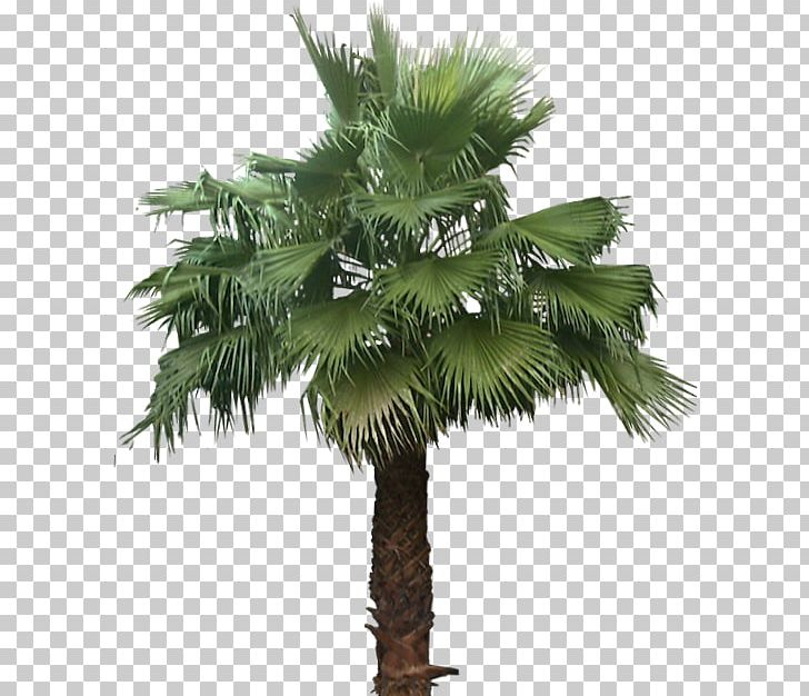 Asian Palmyra Palm Mexican Fan Palm Arecaceae Babassu Tree PNG, Clipart, Arecaceae, Arecales, Areca Nut, Areca Palm, Asian Palmyra Palm Free PNG Download