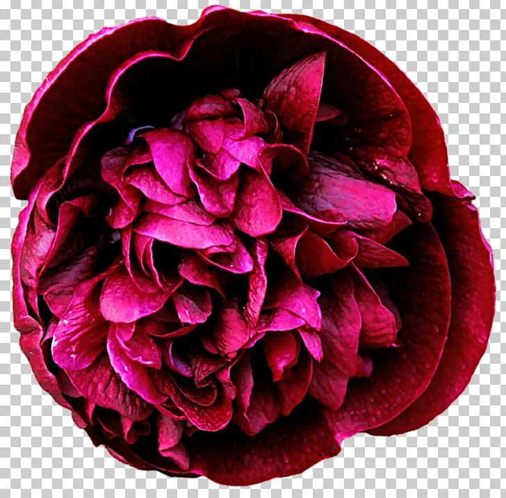 Garden Roses Tree Peony Stock Photography PNG, Clipart, Centifolia Roses, Clip Art, Cut Flowers, Flower, Flowering Plant Free PNG Download