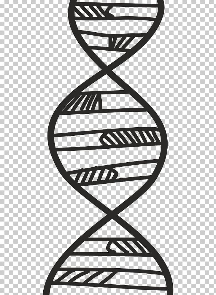 Molecular Models Of DNA Graphics The Double Helix: A Personal Account Of The Discovery Of The Structure Of DNA PNG, Clipart, Area, Art, Black And White, Coding Strand, Dna Free PNG Download