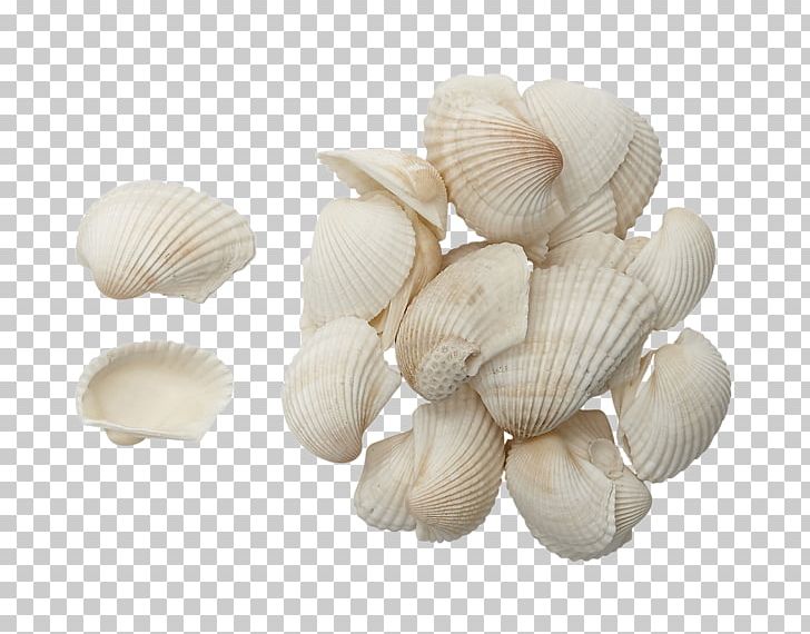 Seashell Shark Cockle Isurus Oxyrinchus Clam PNG, Clipart, Animals, Barnacle, Clam, Clams Oysters Mussels And Scallops, Cockle Free PNG Download