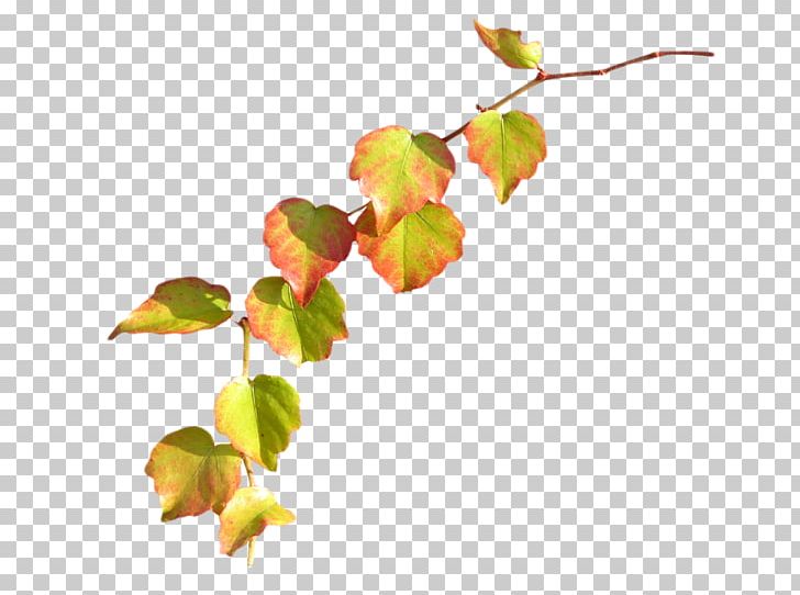 Twig Plant Stem Bud Leaf Petal PNG, Clipart, Blossom, Branch, Bud, Flower, Leaf Free PNG Download