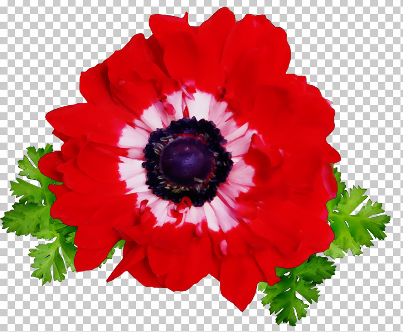 Cut Flowers Annual Plant Anemone Petal Plants PNG, Clipart, Anemone, Annual Plant, Biology, Cut Flowers, Flower Free PNG Download