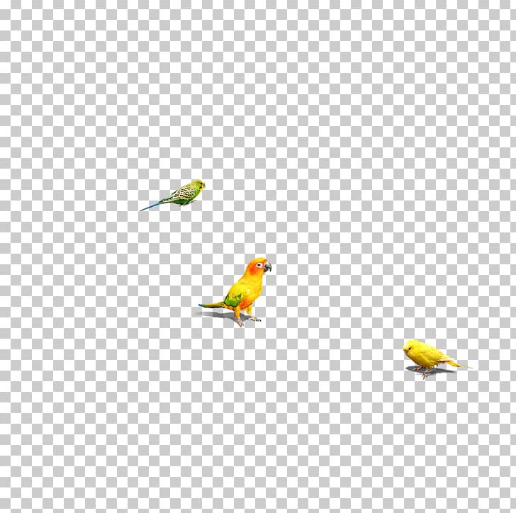 Bird Parrot PNG, Clipart, Animal, Animals, Beak, Bird, Bird Cage Free PNG Download