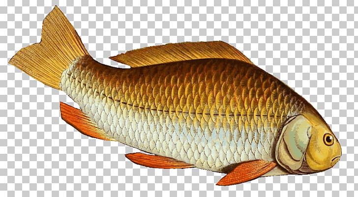 Common Carp Goldfish Tilapia Prussian Carp PNG, Clipart, Animal Figure, Animals, Black Carp, Bony Fish, Carassius Free PNG Download