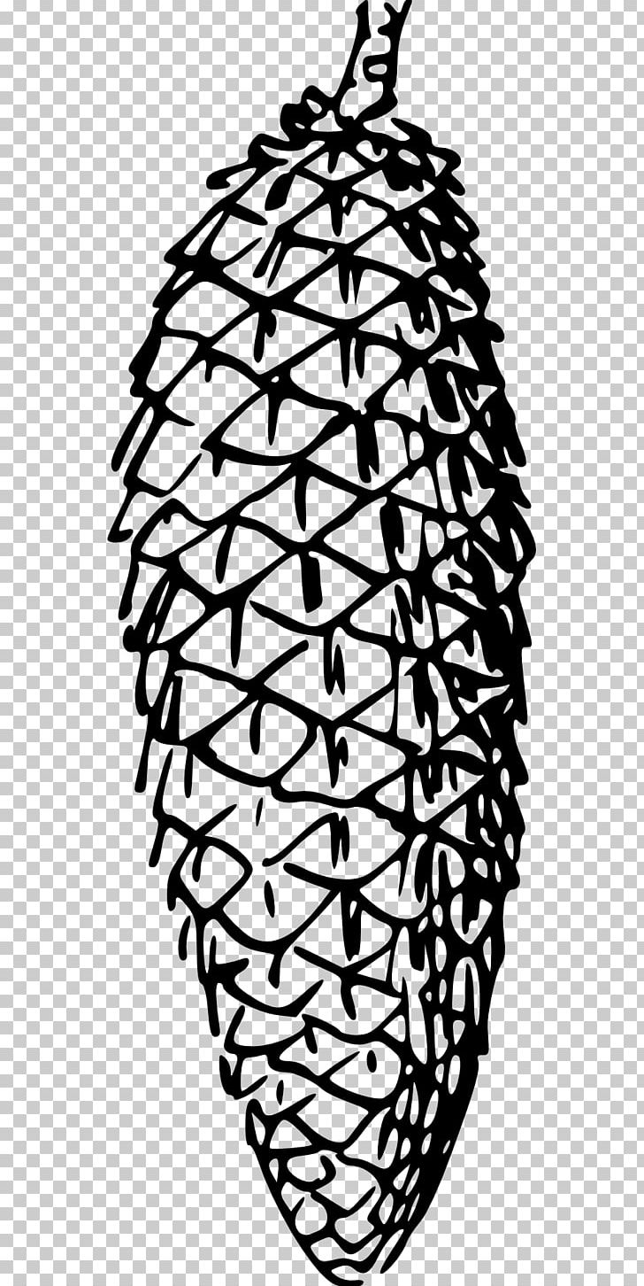 Conifer Cone Pine PNG, Clipart, Black And White, Branch, Cone, Conifer, Conifer Cone Free PNG Download