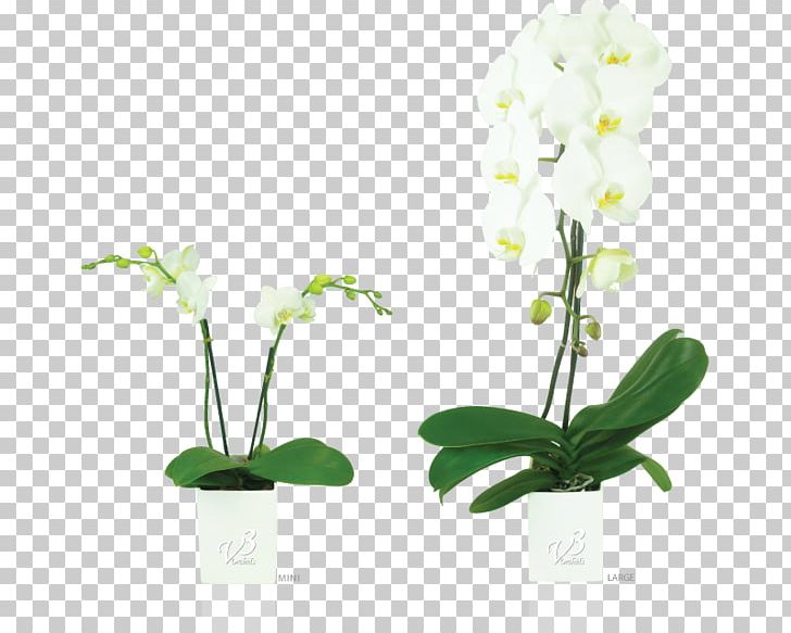 Moth Orchids Floral Design Flowerpot PNG, Clipart, Artificial Flower, Cut Flowers, Flora, Floral Design, Flower Free PNG Download