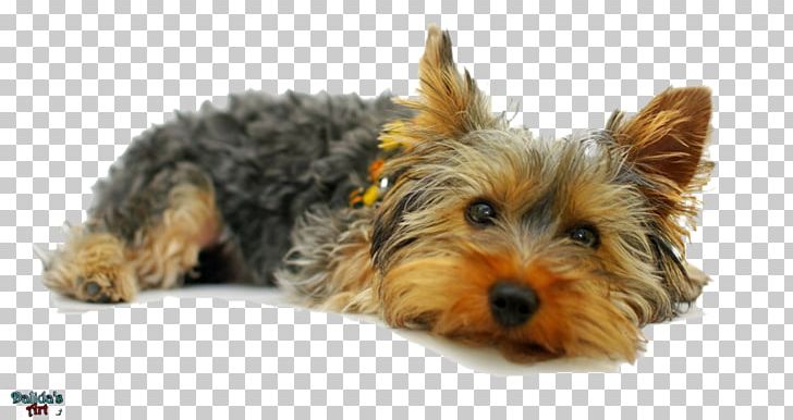 Yorkshire Terrier Jack Russell Terrier American Pit Bull Terrier Puppy Australian Terrier PNG, Clipart, American Kennel Club, American Pit Bull Terrier, Animals, Carnivoran, Companion Dog Free PNG Download