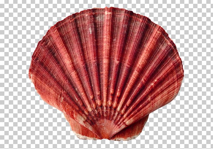 Clam Oyster Seashell Mollusc Shell Shellfish PNG, Clipart, Animal Product, Animals, Beach, Clam, Clams Oysters Mussels And Scallops Free PNG Download