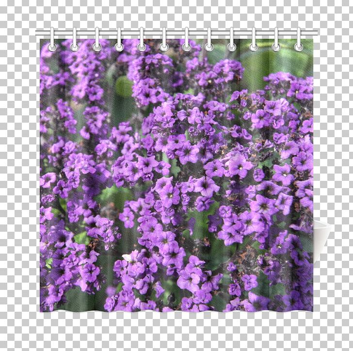 English Lavender Violet Purple Canvas Print Вербена М PNG, Clipart, Annual Plant, Aubretia, Aubrieta, Canvas, Canvas Print Free PNG Download