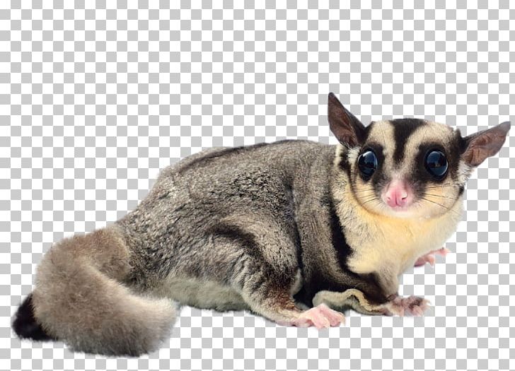 Flying Squirrel Sugar Glider Dog Breed Pet PNG, Clipart, Animals, Carnivoran, Cat, Dog Breed, Dog Like Mammal Free PNG Download