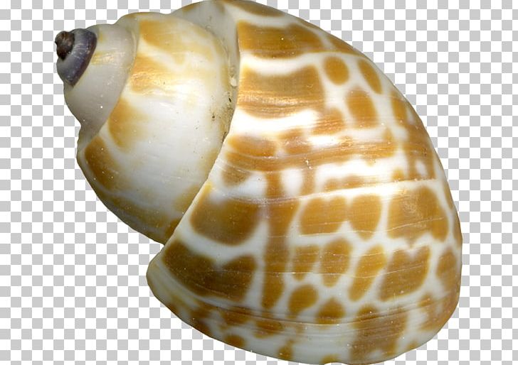 Sea Snail Seashell Orthogastropoda PNG, Clipart, Animals, Conch, Conchology, Good, Good Looking Free PNG Download