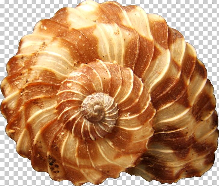 Shore Seashell Mollusc Shell Snail PNG, Clipart, Animals, Beach, Coast, Conch, Conchology Free PNG Download