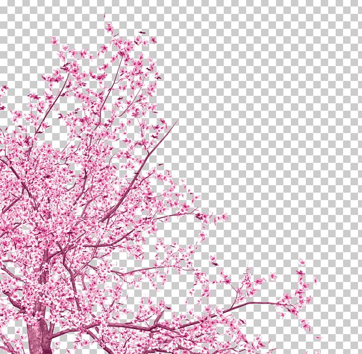 Cherry Blossom Cherries Portable Network Graphics PNG, Clipart, Blossom, Branch, Cerasus, Cherries, Cherry Blossom Free PNG Download