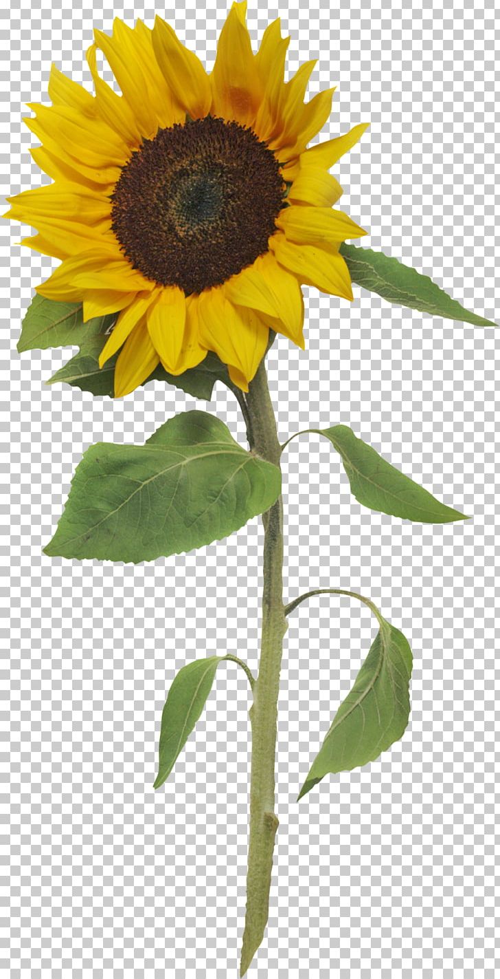 Common Sunflower Creating Time: Using Creativity To Reinvent The Clock And Reclaim Your Life PNG, Clipart, Blog, Common Sunflower, Daisy Family, Desktop Wallpaper, Flower Free PNG Download