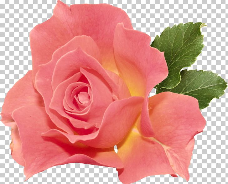 Garden Roses Ornamental Plant Tulipwood Light PNG, Clipart, 2017, China Rose, Floribunda, Flower, Garden Free PNG Download