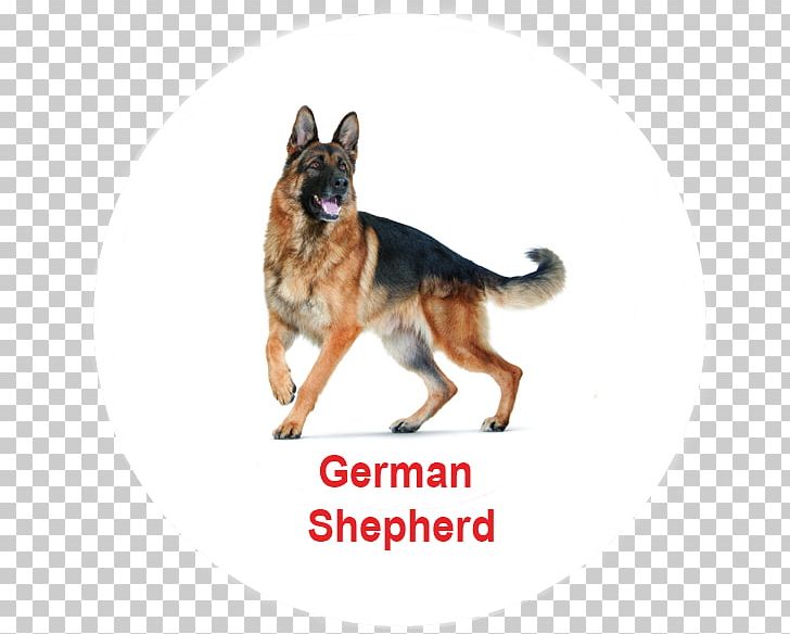 German Shepherd Pit Bull Puppy Dog Breed Pet PNG, Clipart, Animal, Animals, Breed, Carnivoran, Cat Free PNG Download