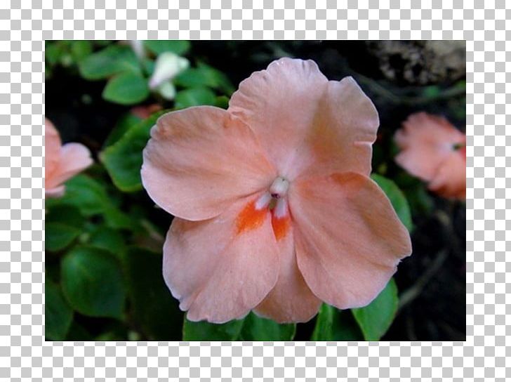 Impatiens Annual Plant Herbaceous Plant Flower PNG, Clipart,  Free PNG Download