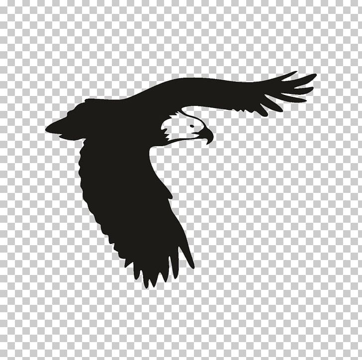 Bald Eagle Bird Of Prey Window PNG, Clipart, Animals, Bald Eagle, Beak, Bird, Bird Of Prey Free PNG Download