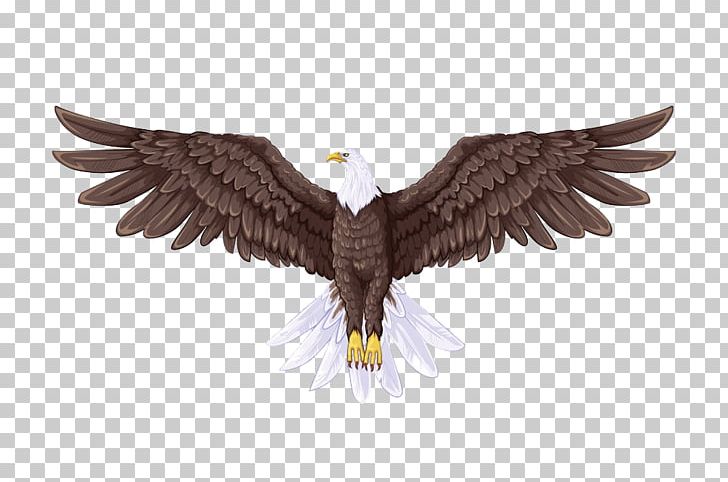 Bald Eagle Flight Drawing PNG, Clipart, Accipitriformes, Animals, Art, Bald Eagle, Beak Free PNG Download