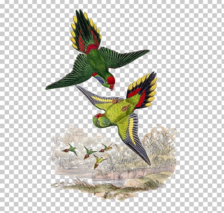 Bird Parrot Beak Psitteuteles Feather PNG, Clipart, Animal, Animals, Art, Beak, Bird Free PNG Download